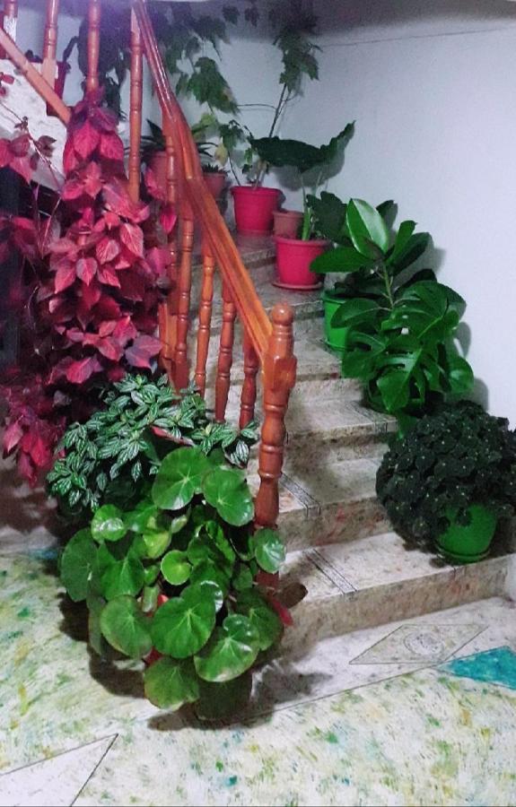 Sokolli Guest House Gjirokastra Zewnętrze zdjęcie